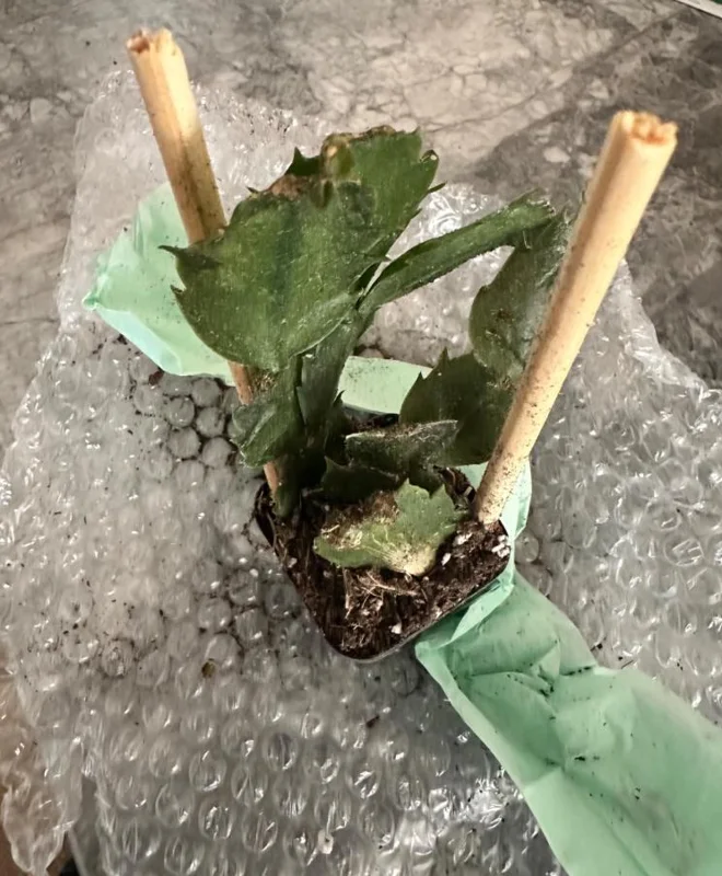 Set of 3 Red Thanksgiving Cactus Live Plants – 2 Inch Pots, 7 Inch Tall Holiday Cacti Set of 3 Red Thanksgiving Cactus Live Plants – 2 Inch Pots, 7 Inch Tall Holiday Cacti - Image 3