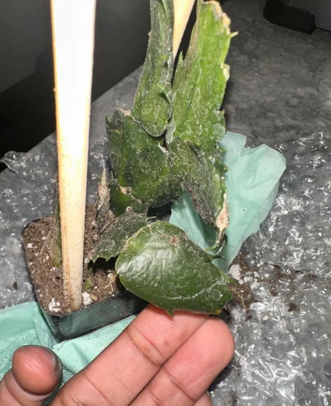 Set of 3 Red Thanksgiving Cactus Live Plants – 2 Inch Pots, 7 Inch Tall Holiday Cacti Set of 3 Red Thanksgiving Cactus Live Plants – 2 Inch Pots, 7 Inch Tall Holiday Cacti - Image 4