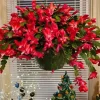 Set of 3 Red Thanksgiving Cactus Live Plants – 2 Inch Pots, 7 Inch Tall Holiday Cacti Set of 3 Red Thanksgiving Cactus Live Plants – 2 Inch Pots, 7 Inch Tall Holiday Cacti - Image 1
