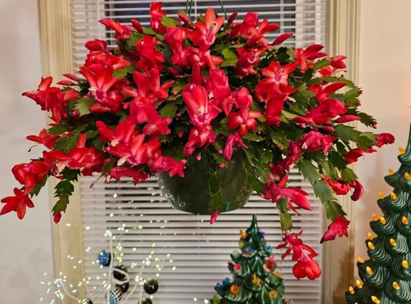 Set of 3 Red Thanksgiving Cactus Live Plants – 2 Inch Pots, 7 Inch Tall Holiday Cacti Set of 3 Red Thanksgiving Cactus Live Plants – 2 Inch Pots, 7 Inch Tall Holiday Cacti - Image 1