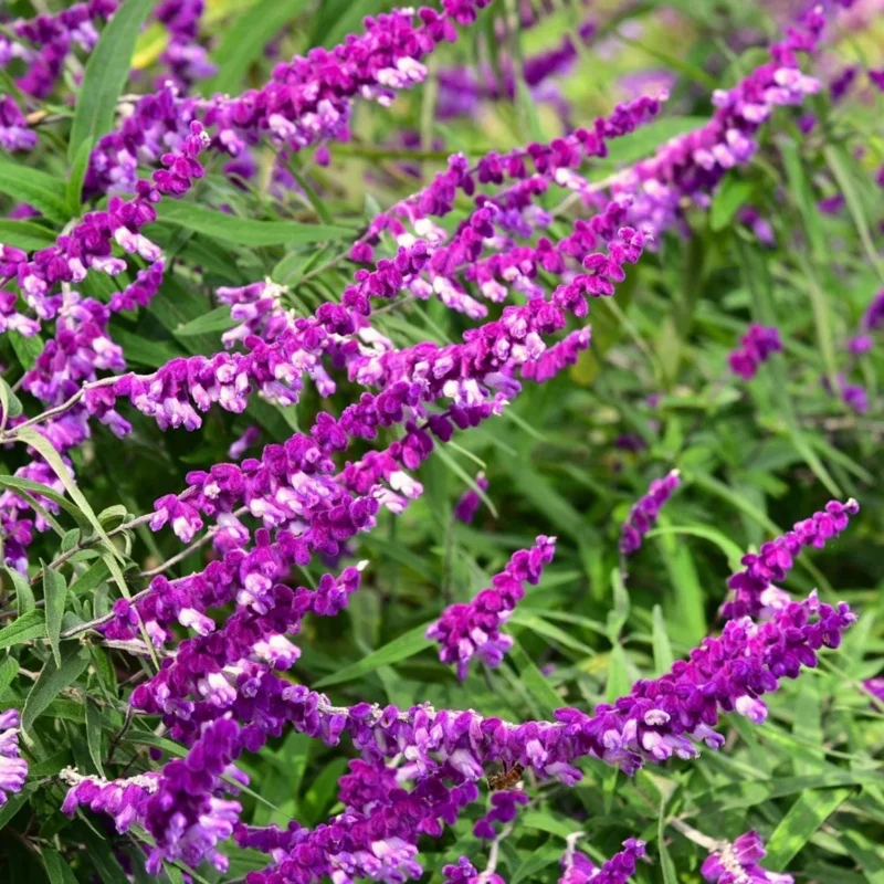 Set of 3 Salvia Sage Live Plants, 4-6 Inches Tall, Perennial for Outdoor Garden - Image 2