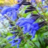 Set of 3 Salvia Sage Live Plants, 4-6 Inches Tall, Perennial for Outdoor Garden - Image 1