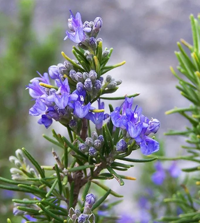 Set of 3 Tuscan Blue Rosemary Live Starter Plants - 5-8" Tall - Culinary Herb Set of 3 Tuscan Blue Rosemary Live Starter Plants - 5-8" Tall - Culinary Herb - Image 2