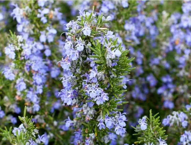 Set of 3 Tuscan Blue Rosemary Live Starter Plants - 5-8" Tall - Culinary Herb Set of 3 Tuscan Blue Rosemary Live Starter Plants - 5-8" Tall - Culinary Herb - Image 3