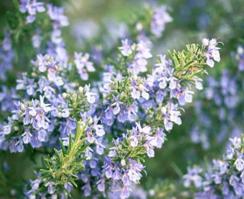 Set of 3 Tuscan Blue Rosemary Live Starter Plants - 5-8" Tall - Culinary Herb Set of 3 Tuscan Blue Rosemary Live Starter Plants - 5-8" Tall - Culinary Herb - Image 4