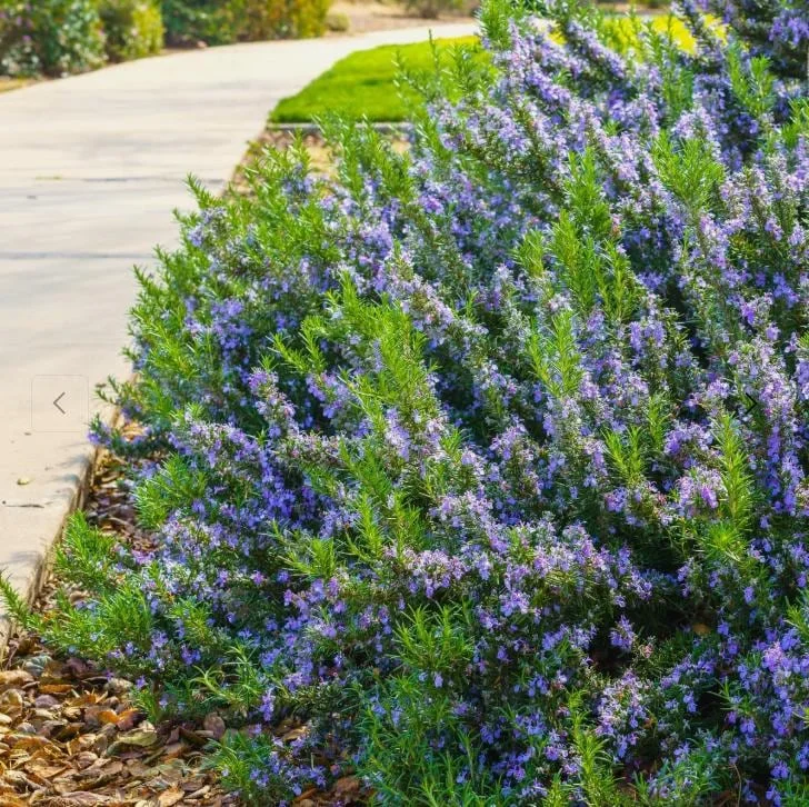 Set of 3 Tuscan Blue Rosemary Live Starter Plants - 5-8" Tall - Culinary Herb Set of 3 Tuscan Blue Rosemary Live Starter Plants - 5-8" Tall - Culinary Herb - Image 5