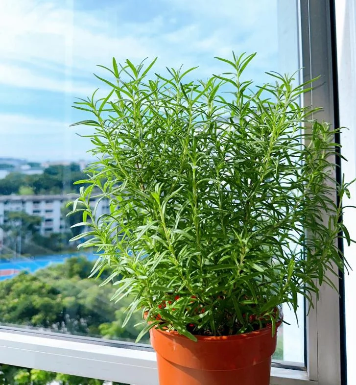 Set of 3 Tuscan Blue Rosemary Live Starter Plants - 5-8" Tall - Culinary Herb Set of 3 Tuscan Blue Rosemary Live Starter Plants - 5-8" Tall - Culinary Herb - Image 6