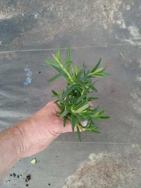 Set of 3 Tuscan Blue Rosemary Live Starter Plants - 5-8" Tall - Culinary Herb Set of 3 Tuscan Blue Rosemary Live Starter Plants - 5-8" Tall - Culinary Herb - Image 7