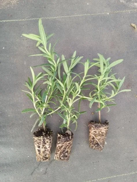 Set of 3 Tuscan Blue Rosemary Live Starter Plants - 5-8" Tall - Culinary Herb Set of 3 Tuscan Blue Rosemary Live Starter Plants - 5-8" Tall - Culinary Herb - Image 8