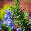Set of 3 Tuscan Blue Rosemary Live Starter Plants - 5-8" Tall - Culinary Herb Set of 3 Tuscan Blue Rosemary Live Starter Plants - 5-8" Tall - Culinary Herb - Image 1