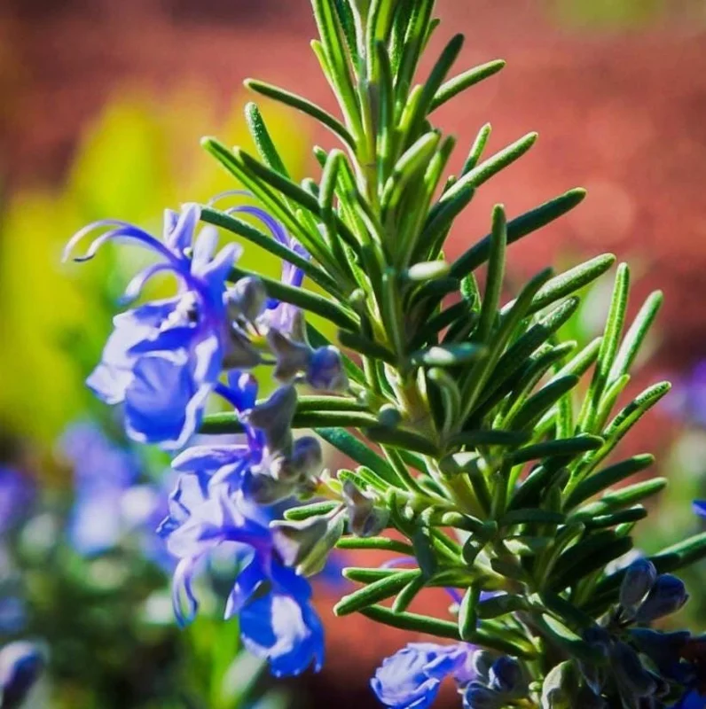 Set of 3 Tuscan Blue Rosemary Live Starter Plants - 5-8" Tall - Culinary Herb Set of 3 Tuscan Blue Rosemary Live Starter Plants - 5-8" Tall - Culinary Herb - Image 1