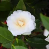 Set of 3 White Camellia Live Plants – Ornamental Flowering Shrubs in 4 Inch Pots, 10–12 Inch Tall - Image 1