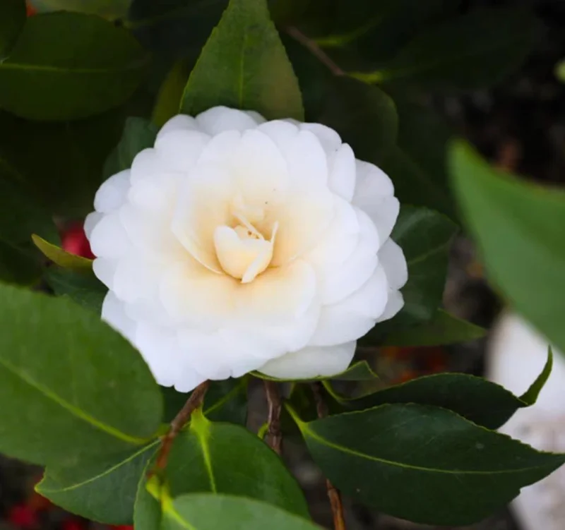 Set of 3 White Camellia Live Plants – Ornamental Flowering Shrubs in 4 Inch Pots, 10–12 Inch Tall - Image 1