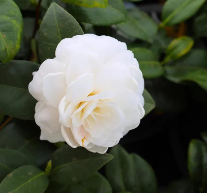 Set of 3 White Camellia Live Plants – Ornamental Flowering Shrubs in 4 Inch Pots, 10–12 Inch Tall - Image 2