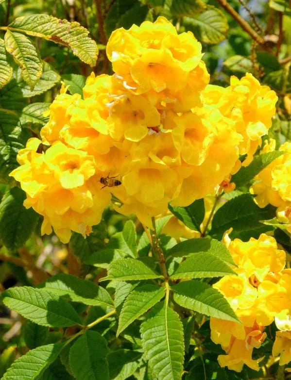 Set of 3 Yellow Bells Tecoma Stans Live Plants - 5-9" Tall - Bright Yellow Flowering Shrub Set of 3 Yellow Bells Tecoma Stans Live Plants - 5-9" Tall - Bright Yellow Flowering Shrub - Image 2
