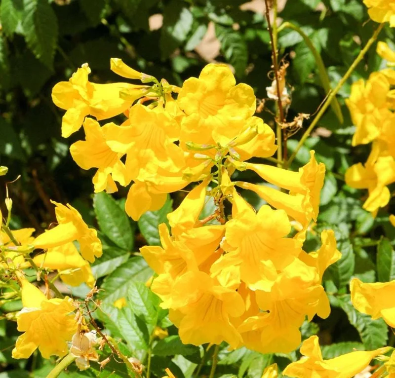 Set of 3 Yellow Bells Tecoma Stans Live Plants - 5-9" Tall - Bright Yellow Flowering Shrub Set of 3 Yellow Bells Tecoma Stans Live Plants - 5-9" Tall - Bright Yellow Flowering Shrub - Image 3