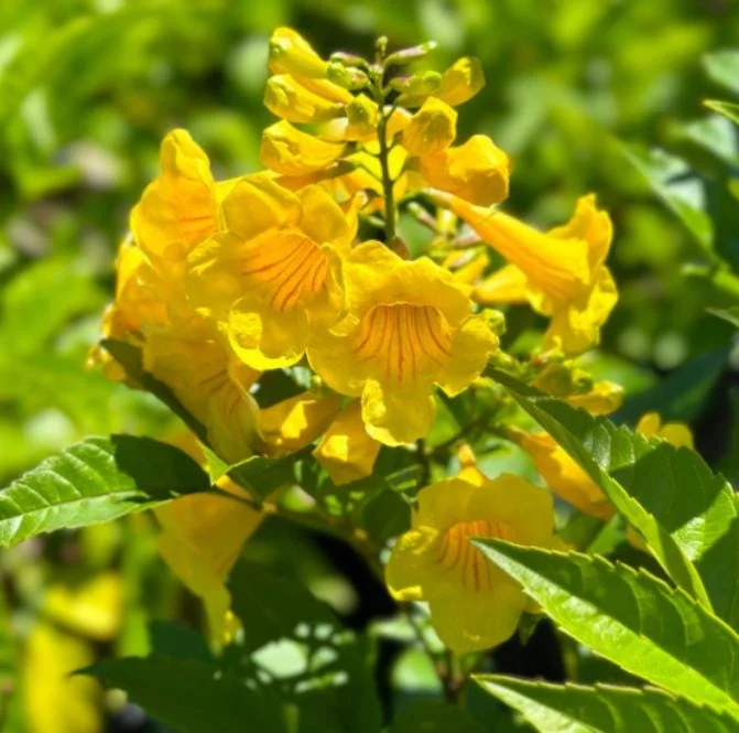 Set of 3 Yellow Bells Tecoma Stans Live Plants - 5-9" Tall - Bright Yellow Flowering Shrub Set of 3 Yellow Bells Tecoma Stans Live Plants - 5-9" Tall - Bright Yellow Flowering Shrub - Image 4