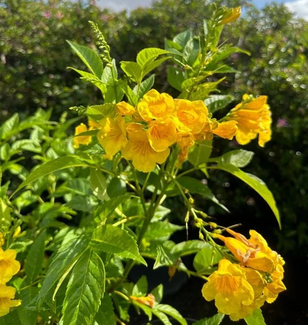 Set of 3 Yellow Bells Tecoma Stans Live Plants - 5-9" Tall - Bright Yellow Flowering Shrub Set of 3 Yellow Bells Tecoma Stans Live Plants - 5-9" Tall - Bright Yellow Flowering Shrub - Image 5