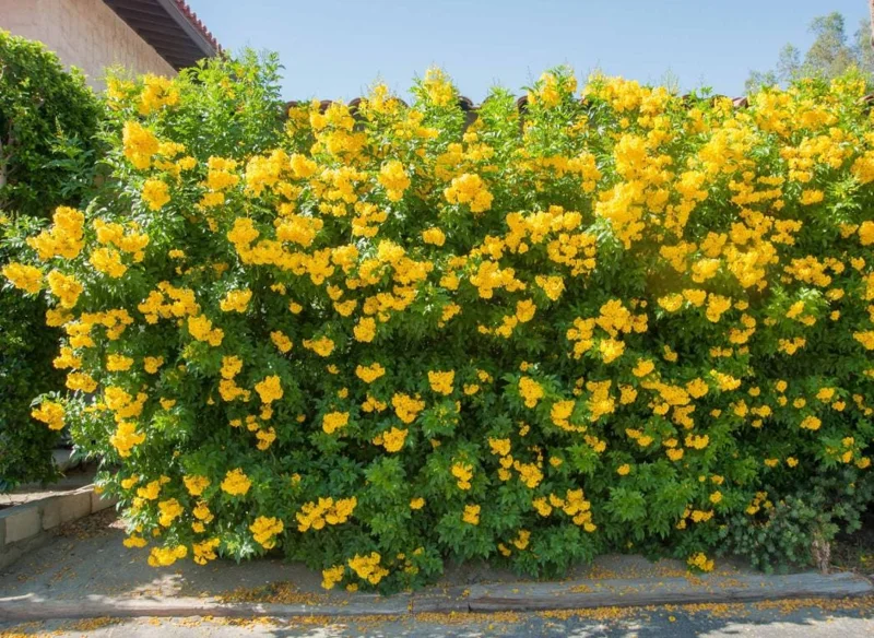 Set of 3 Yellow Bells Tecoma Stans Live Plants - 5-9" Tall - Bright Yellow Flowering Shrub Set of 3 Yellow Bells Tecoma Stans Live Plants - 5-9" Tall - Bright Yellow Flowering Shrub - Image 6