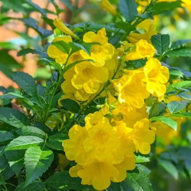 Set of 3 Yellow Bells Tecoma Stans Live Plants - 5-9" Tall - Bright Yellow Flowering Shrub Set of 3 Yellow Bells Tecoma Stans Live Plants - 5-9" Tall - Bright Yellow Flowering Shrub - Image 7