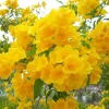 Set of 3 Yellow Bells Tecoma Stans Live Plants - 5-9" Tall - Bright Yellow Flowering Shrub - Image 1