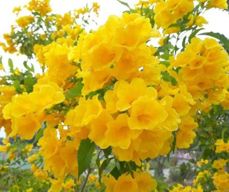 Set of 3 Yellow Bells Tecoma Stans Live Plants - 5-9" Tall - Bright Yellow Flowering Shrub Set of 3 Yellow Bells Tecoma Stans Live Plants - 5-9" Tall - Bright Yellow Flowering Shrub - Image 1