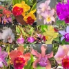 Set of 4 Cattleya Orchid Live Plants – Assorted Rare Orchid Flower Plants, 4-6 Inch Tall Set of 4 Cattleya Orchid Live Plants – Assorted Rare Orchid Flower Plants, 4-6 Inch Tall - Image 1