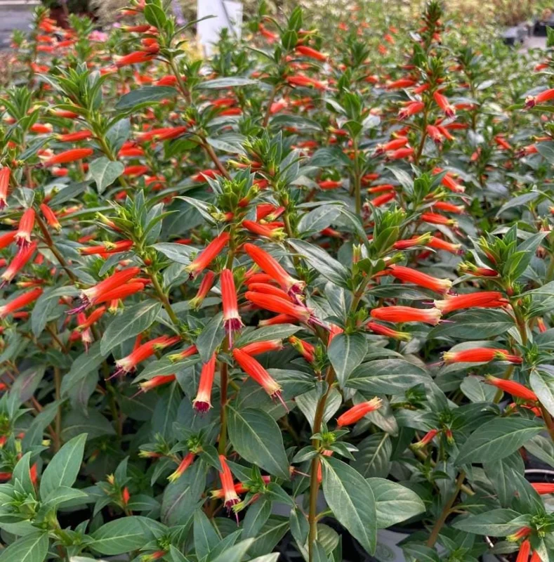 Set of 4 Cuphea David Verity Live Plant Starters - 3-6" Tall - Orange Flowers, Perennial Set of 4 Cuphea David Verity Live Plant Starters - 3-6" Tall - Orange Flowers, Perennial - Image 2