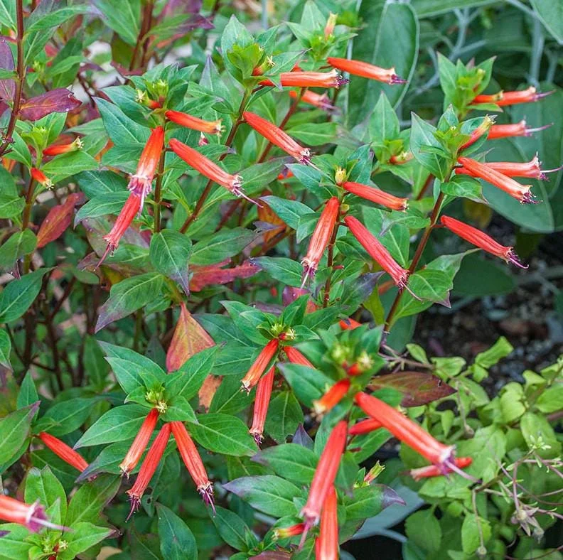 Set of 4 Cuphea David Verity Live Plant Starters - 3-6" Tall - Orange Flowers, Perennial Set of 4 Cuphea David Verity Live Plant Starters - 3-6" Tall - Orange Flowers, Perennial - Image 3