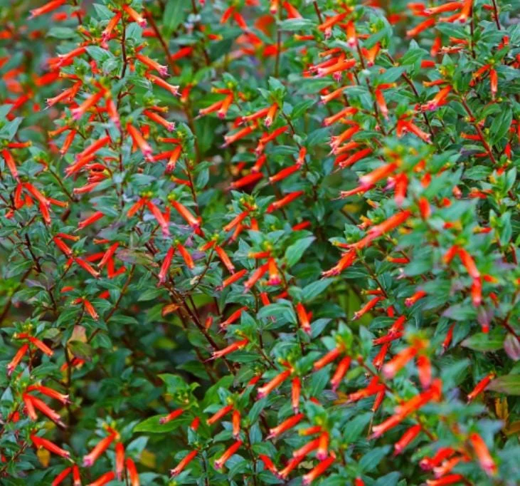 Set of 4 Cuphea David Verity Live Plant Starters - 3-6" Tall - Orange Flowers, Perennial Set of 4 Cuphea David Verity Live Plant Starters - 3-6" Tall - Orange Flowers, Perennial - Image 1