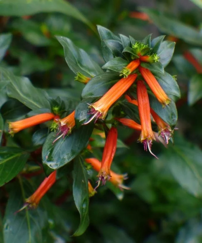 Set of 4 Cuphea David Verity Live Plant Starters - 3-6" Tall - Orange Flowers, Perennial Set of 4 Cuphea David Verity Live Plant Starters - 3-6" Tall - Orange Flowers, Perennial - Image 4