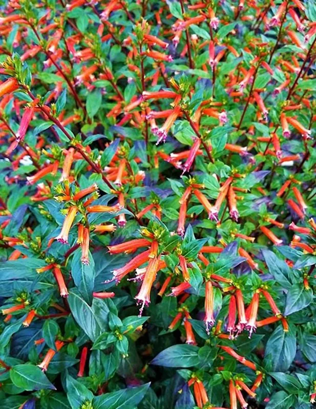 Set of 4 Cuphea David Verity Live Plant Starters - 3-6" Tall - Orange Flowers, Perennial Set of 4 Cuphea David Verity Live Plant Starters - 3-6" Tall - Orange Flowers, Perennial - Image 5