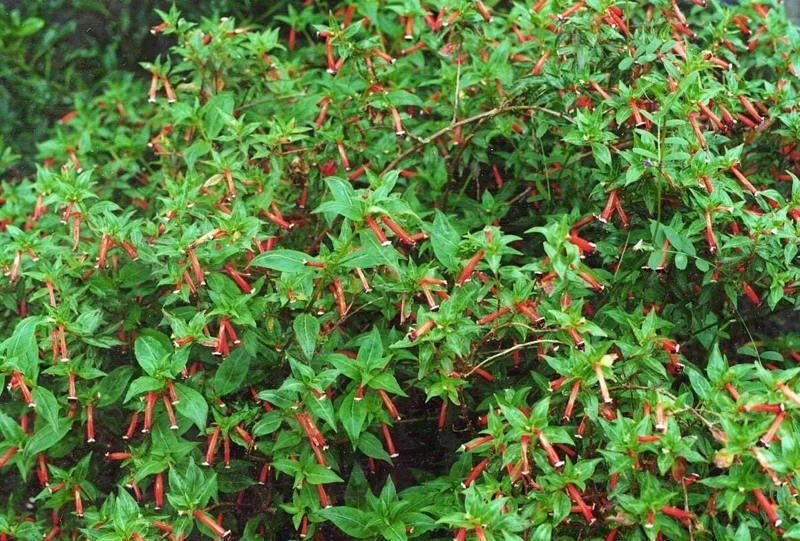 Set of 4 Cuphea David Verity Live Plant Starters - 3-6" Tall - Orange Flowers, Perennial Set of 4 Cuphea David Verity Live Plant Starters - 3-6" Tall - Orange Flowers, Perennial - Image 6