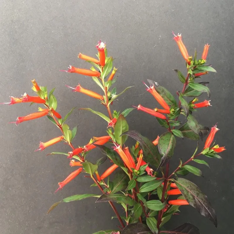 Set of 4 Cuphea David Verity Live Plant Starters - 3-6" Tall - Orange Flowers, Perennial Set of 4 Cuphea David Verity Live Plant Starters - 3-6" Tall - Orange Flowers, Perennial - Image 7