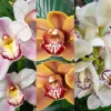 Set of 4 Cymbidium Orchid Plants Live – Assorted Varieties – 4-6 Inch Tall Starter Plants – Indoor/Outdoor - Image 2