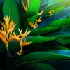 Set of 4 Golden Torch Heliconia Rhizomes - Yellow Heliconia psittacorum Bulbs - Image 1