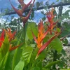 Set of 4 Heliconia Choconiana Psittacorum Rhizomes - Waxy Orange-Yellow Live Plant - Image 1