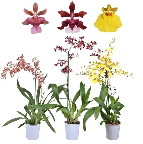 Set of 4 Oncidium Orchid Plants Live – Assorted Dancing Lady Orchids, Tropical Starter Plants 4-6 Inch Tall Set of 4 Oncidium Orchid Plants Live – Assorted Dancing Lady Orchids, Tropical Starter Plants 4-6 Inch Tall - Image 2
