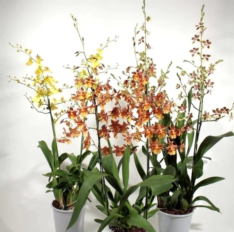 Set of 4 Oncidium Orchid Plants Live – Assorted Dancing Lady Orchids, Tropical Starter Plants 4-6 Inch Tall Set of 4 Oncidium Orchid Plants Live – Assorted Dancing Lady Orchids, Tropical Starter Plants 4-6 Inch Tall - Image 3
