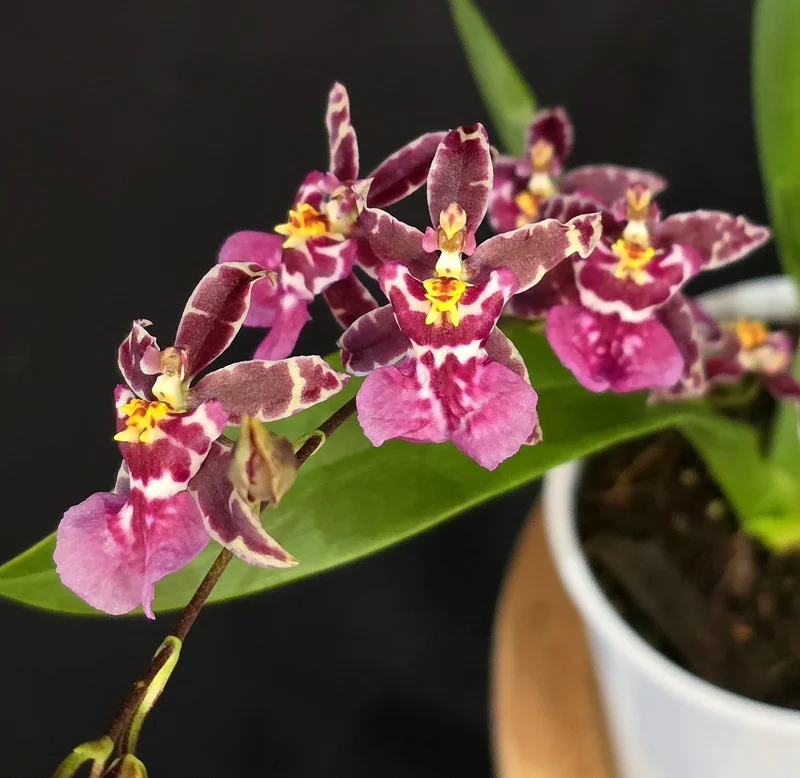 Set of 4 Oncidium Orchid Plants Live – Assorted Dancing Lady Orchids, Tropical Starter Plants 4-6 Inch Tall Set of 4 Oncidium Orchid Plants Live – Assorted Dancing Lady Orchids, Tropical Starter Plants 4-6 Inch Tall - Image 4