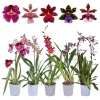 Set of 4 Oncidium Orchid Plants Live – Assorted Dancing Lady Orchids, Tropical Starter Plants 4-6 Inch Tall Set of 4 Oncidium Orchid Plants Live – Assorted Dancing Lady Orchids, Tropical Starter Plants 4-6 Inch Tall - Image 1