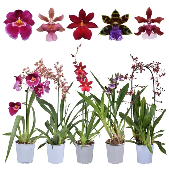 Set of 4 Oncidium Orchid Plants Live – Assorted Dancing Lady Orchids, Tropical Starter Plants 4-6 Inch Tall Set of 4 Oncidium Orchid Plants Live – Assorted Dancing Lady Orchids, Tropical Starter Plants 4-6 Inch Tall - Image 1