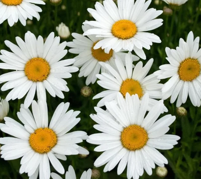 Set of 4 Oxeye Daisy Live Plants - Perennial Wildflowers, 3-Inch Pots Set of 4 Oxeye Daisy Live Plants - Perennial Wildflowers, 3-Inch Pots - Image 2