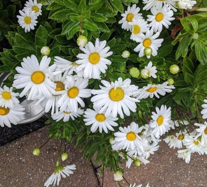 Set of 4 Oxeye Daisy Live Plants - Perennial Wildflowers, 3-Inch Pots Set of 4 Oxeye Daisy Live Plants - Perennial Wildflowers, 3-Inch Pots - Image 4