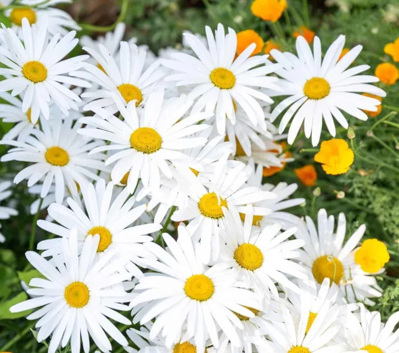 Set of 4 Oxeye Daisy Live Plants - Perennial Wildflowers, 3-Inch Pots Set of 4 Oxeye Daisy Live Plants - Perennial Wildflowers, 3-Inch Pots - Image 5