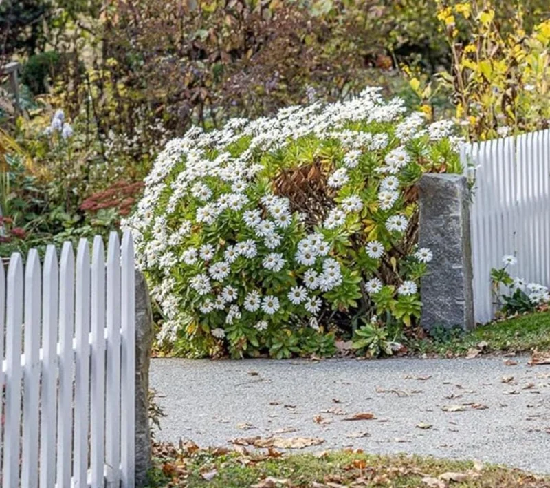 Set of 4 Oxeye Daisy Live Plants - Perennial Wildflowers, 3-Inch Pots Set of 4 Oxeye Daisy Live Plants - Perennial Wildflowers, 3-Inch Pots - Image 6