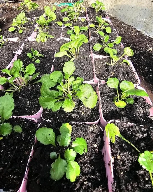 Set of 4 Oxeye Daisy Live Plants - Perennial Wildflowers, 3-Inch Pots Set of 4 Oxeye Daisy Live Plants - Perennial Wildflowers, 3-Inch Pots - Image 7