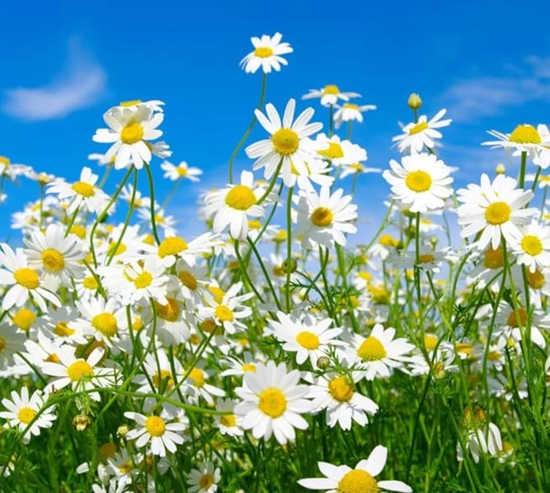 Set of 4 Oxeye Daisy Live Plants - Perennial Wildflowers, 3-Inch Pots Set of 4 Oxeye Daisy Live Plants - Perennial Wildflowers, 3-Inch Pots - Image 1