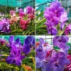 Set of 4 Vanda Orchid Plants Live – Assorted Rare Tropical Orchid Flower Plants 4-6 Inch Tall for Indoor/Outdoor Growing Set of 4 Vanda Orchid Plants Live – Assorted Rare Tropical Orchid Flower Plants 4-6 Inch Tall for Indoor/Outdoor Growing - Image 1