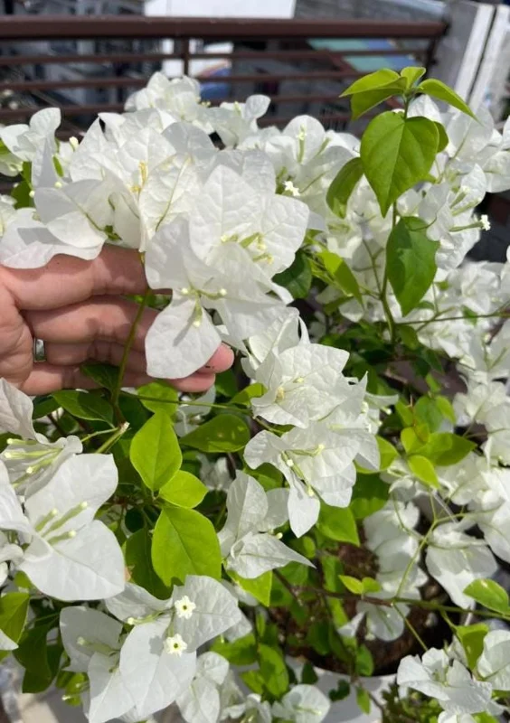 Set of 4 White Bougainvillea Live Plants – 4 Inch Pots – Tropical Vines Set of 4 White Bougainvillea Live Plants – 4 Inch Pots – Tropical Vines - Image 2
